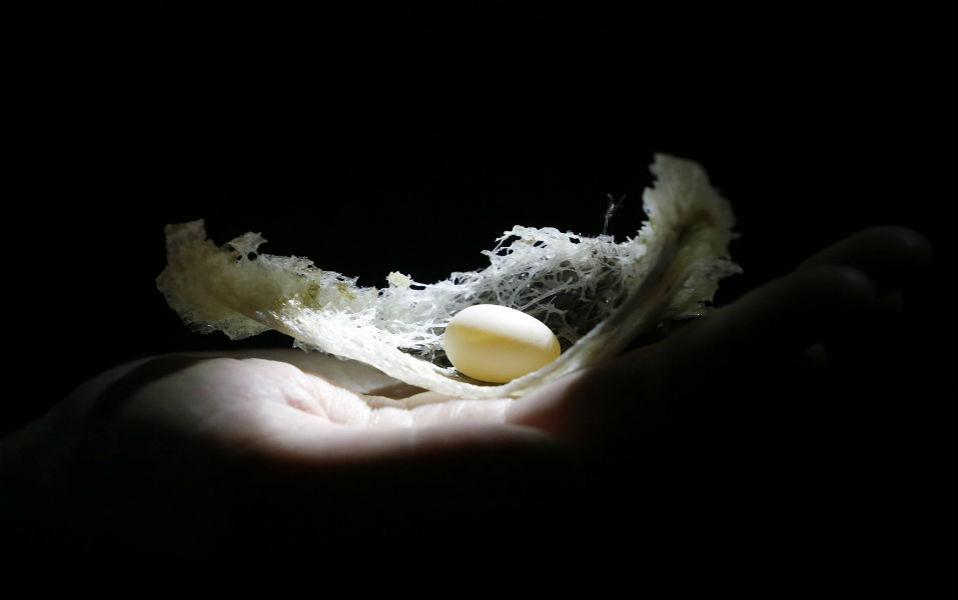 Η πιο ακριβή τροφή στον κόσμο. Φυσικά δεν πρόκειται για το εικονιζόμενο αβγό αλλά για την φωλιά του, έδεσμα εκλεκτό και θρεπτικό για τους Ασιάτες. Η σούπα που φτιάχνεται από την καθαρισμένη φωλιά είναι τυπικό φαγητό για την Κινεζική κουζίνα και για τους λάτρεις της, έχει θεραπευτικές ιδιότητες όχι μόνο για τις βιταμίνες που περιέχει αλλά και την δυνατότητα να ανεβάζει κατακόρυφα την λίμπιντο. Με αυτά τα χαρακτηριστικά δεν είναι τυχαίο ότι μια σούπα μπορεί να κοστίζει από 20 έως 100 δολάρια και το κιλό οι φωλιές να πωλούνται στην αγορά σε τιμές που φτάνουν ή ξεπερνούν τα 2.500 δολάρια. REUTERS/Olivia Harris