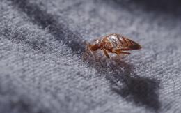shutterstock_514911553